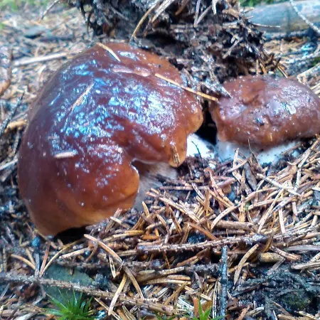 Domek alpejski Sirovka Horní Polubný